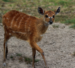 Sitatunga young 