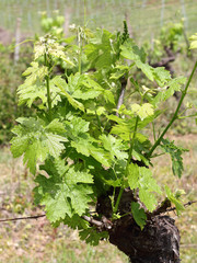 Weinstock in der Toskana