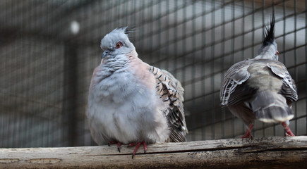 Crested pigeon (Ocyphaps lophote)