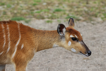 Sitatunga young 
