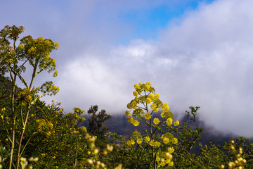 Riesenfenchel vor wolkigem Himmel, Gran Canaria
