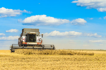 Fototapeta premium Combine harvester is working in the field. Agricultural work on a sunny day.