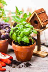 Basil. Sweet Basil in Flower Pot. Selective focus.