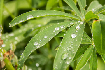 Wassertropfen auf Blatt