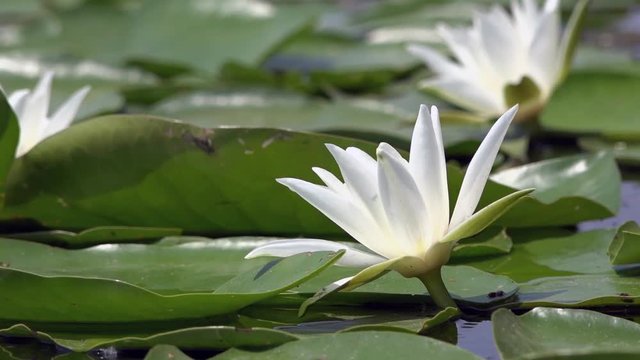 White water lily in a pond. Lotus flower. Water lily background. Water lilies video footage.