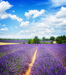 Fototapeta na wymiar rows of lavender field under summer blue sky with clouds, Provence France, retro toned
