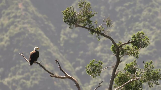 Bald Eagle resting by nest in San Gabriel Mountains National Monument California