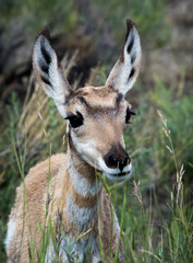 Pronghorn