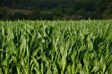 Cornfield, Jersey, U.K. Telephoto image of a Summer crop.
