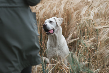 Portrait von einem jungen weißen labrador retriever hund welpen mit hellen intensiven Augen im kornfeld 