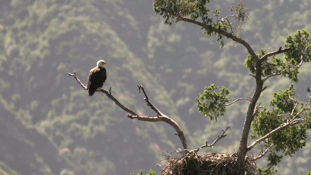 Bald Eagle resting by nest in San Gabriel Mountains National Monument California