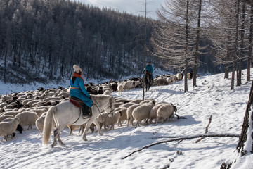  Girl shepherd sitting on horse and shepherding herd of sheep in prairie with snow-capped mountains...
