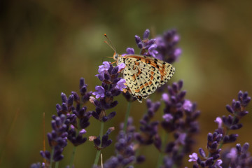 PAPILLON