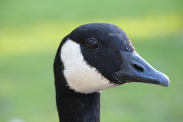 Portrait of a Canadian Goose