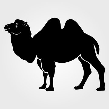 Bactrian camel  icon isolated on white background.
