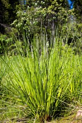 A bush of large grass on the edge of the forest, next to the swamp.