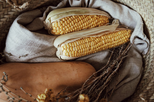 Close up view on fresh healthy corn and pumpkin laying in straw rustic braided basket with linen textile and dried yellow flowers. Horizontal atmospheric shot.
