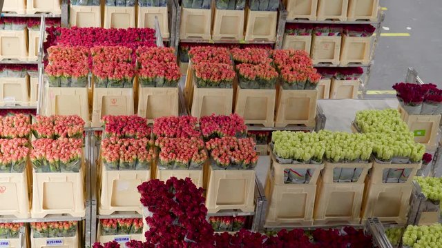 1135_Over_the_top_view_of_the_flowers_in_the_flower_train.mov