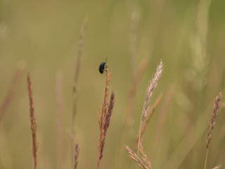 beetle climbs on dry grass