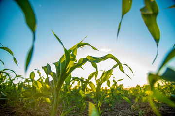 sorghum sunset