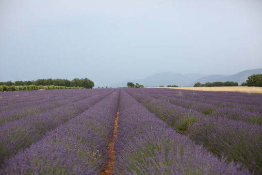 LAVANDE