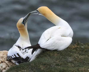 Gannets Pairing