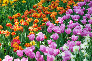 Multicolor tulips in the spring garden. Springtime flowering.