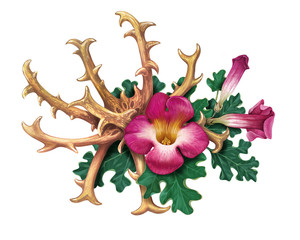 Devil's Claw (Harpagophytum procumbens), or grapple plant, wood spider