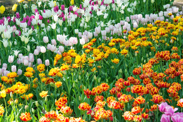 Fototapeta premium Multicolor tulips in the spring garden. Springtime flowering.