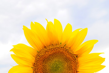 Naklejka premium Sunflowers 