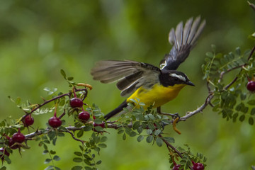 Yellow rumped flycatcher Weng