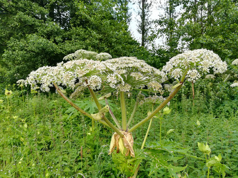 neophytischer  riesenb&auml;renklaubestand