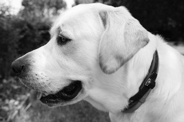labrador