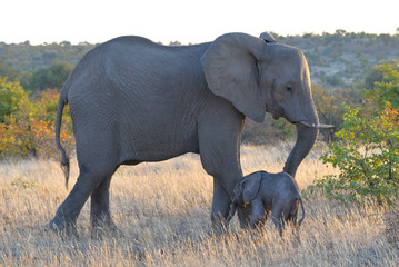 Fototapeta premium Elefant