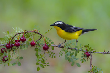 Naklejka premium Yellow rumped flycatcher Weng