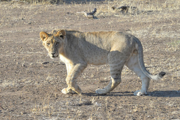 Naklejka premium Löwe
