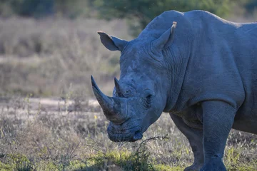 Crédence de cuisine en verre imprimé Rhinocéros Rhinocéros blanc