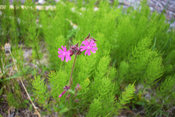 Flower Abisko National Park Sweden Europe