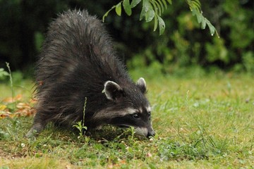 raccoon is searching for something in the grass