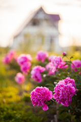 Fototapeta na wymiar Country Cottage with beautiful peony garden in the sunshine