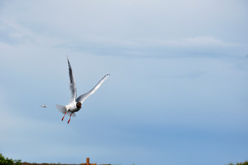 Black-headed gull (Larus ridibundus), in flight, Peterhof, near S-Petersburg, Russia