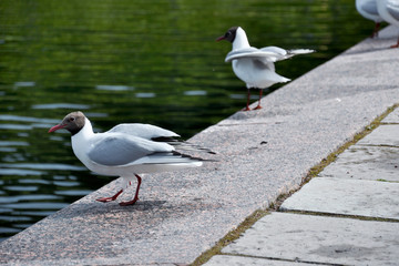 Black-headed gull (Larus ridibundus)