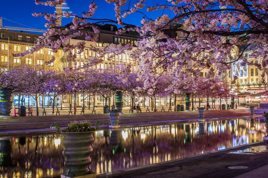 Blommande k&ouml;rsb&auml;rstr&auml;d vid dammen i Kungstr&auml;dg&aring;rden  i Stockholm