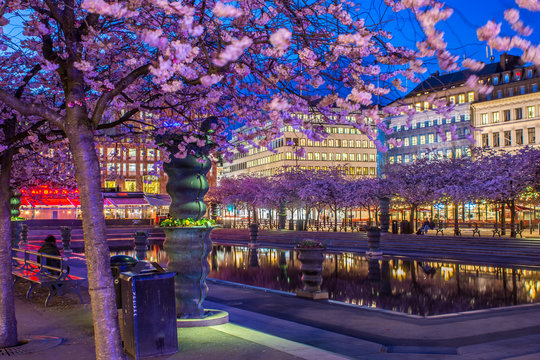 Blommande k&ouml;rsb&auml;rstr&auml;d vid dammen i Kungstr&auml;dg&aring;rden  i Stockholm