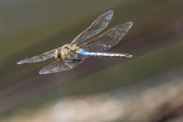 Dragon fly in the wild