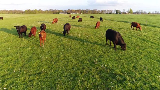 Low altitude aerial of Aberdeen Angus cattle walking on flat green grass field these cows are well known for beef production long shadows from setting sun also in background showing farm buildings 4k