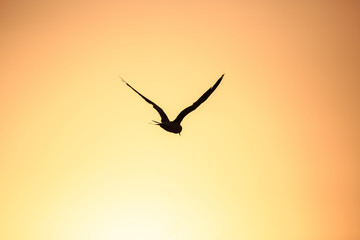 Tern in flight during setting sun