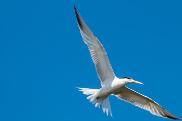 Tern in flight