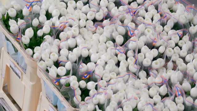 1145_Over_the_top_look_of_the_fresh_white_tulips.mov