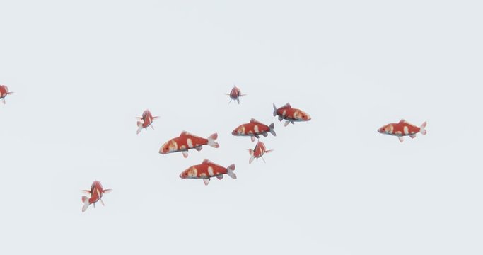 4k a group of red fish swimming,3d cartoon,animal.